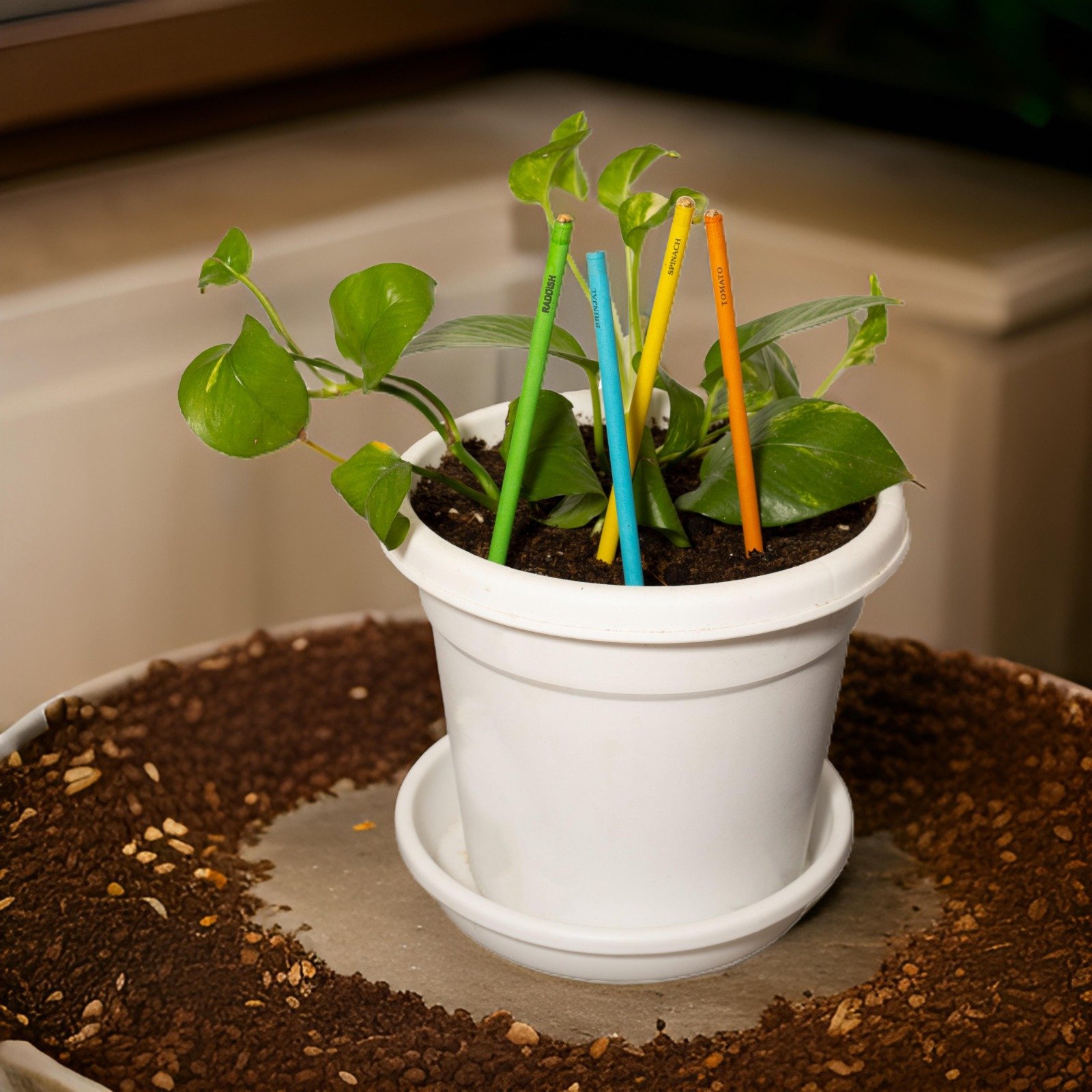 Pencils with planting seed