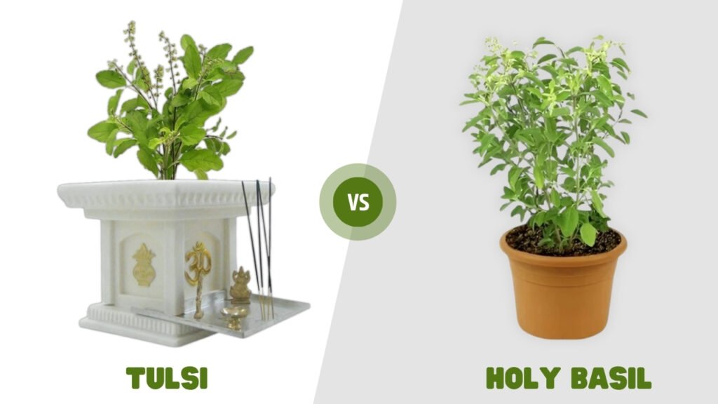 Difference Between Tulsi vs Holy Basil