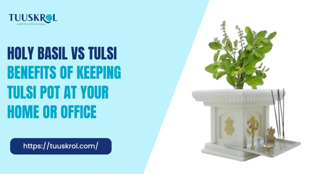 Tulsi vs Holy Basil