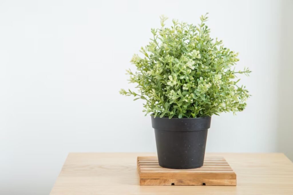 ceramic plant pots